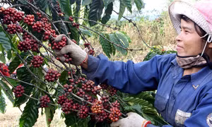 Tăng giá trị cho cà phê Việt  