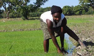 Nông dân trồng lúa tại Haiti (ảnh: WFP)