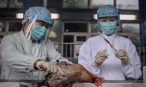 Hong Kong cách ly thêm hàng chục trường hợp phòng H7N9