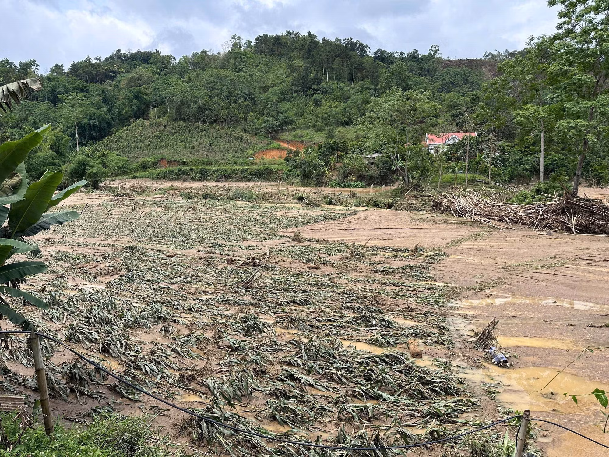 Ruộng ngô tại xã Địa Linh, huyện Ba Bể bị lũ cuốn làm gẫy đổ thân.