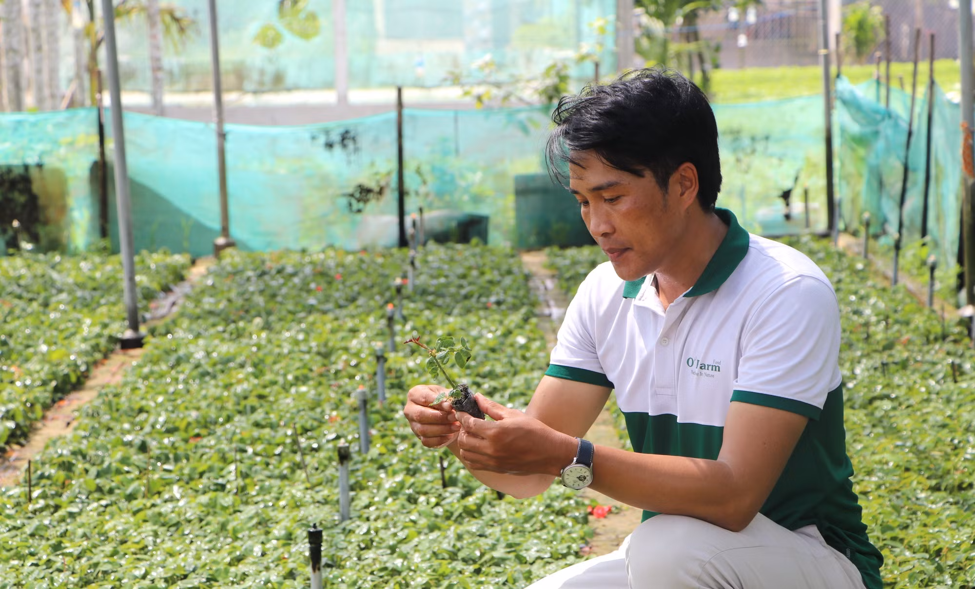 Giám đốc Hợp tác xã Dịch vụ nông nghiệp hoa Nghĩa Hiệp, ông Trần Quang Nhật kiểm tra cây hoa hồng giống.