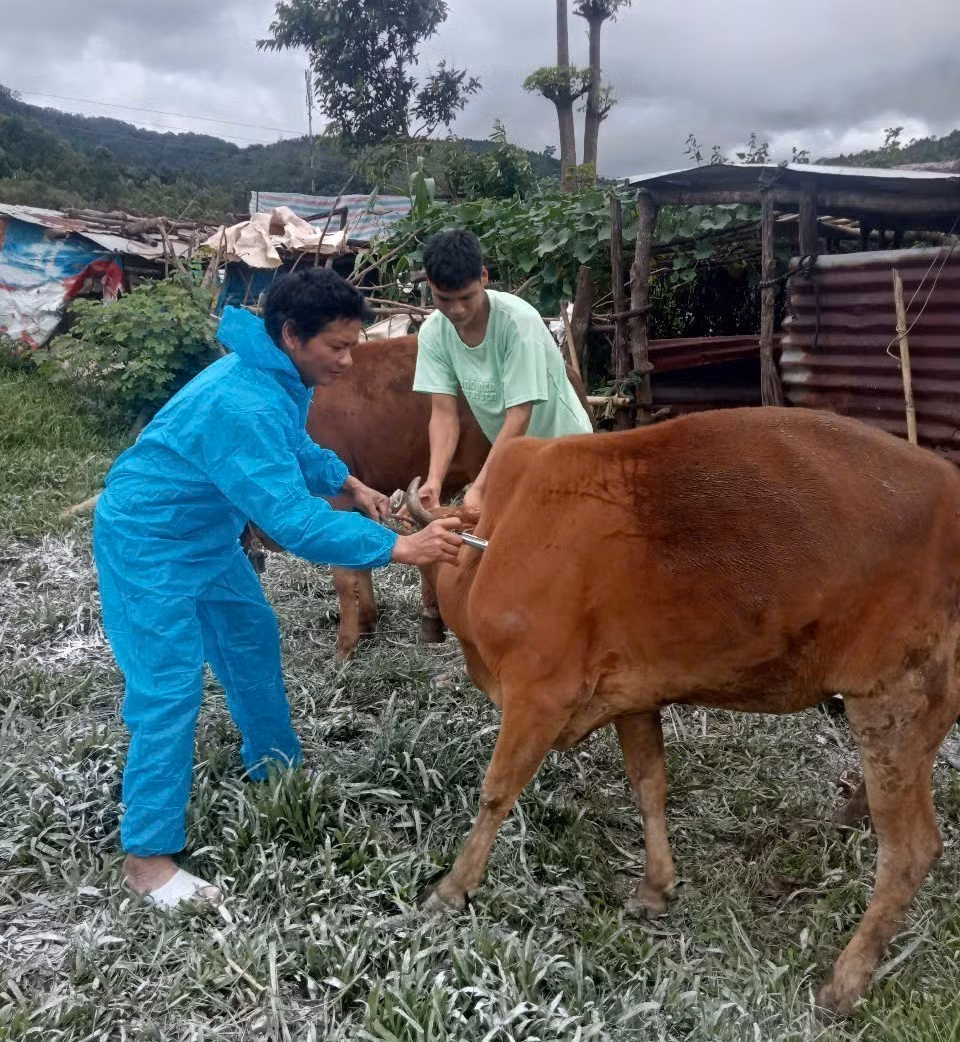 Lực lượng chức năng tiến hành tiêm vaccine phòng bệnh lở mồm long móng cho bò trên địa bàn xã Đăk Plô. Ảnh: TTXVN phát