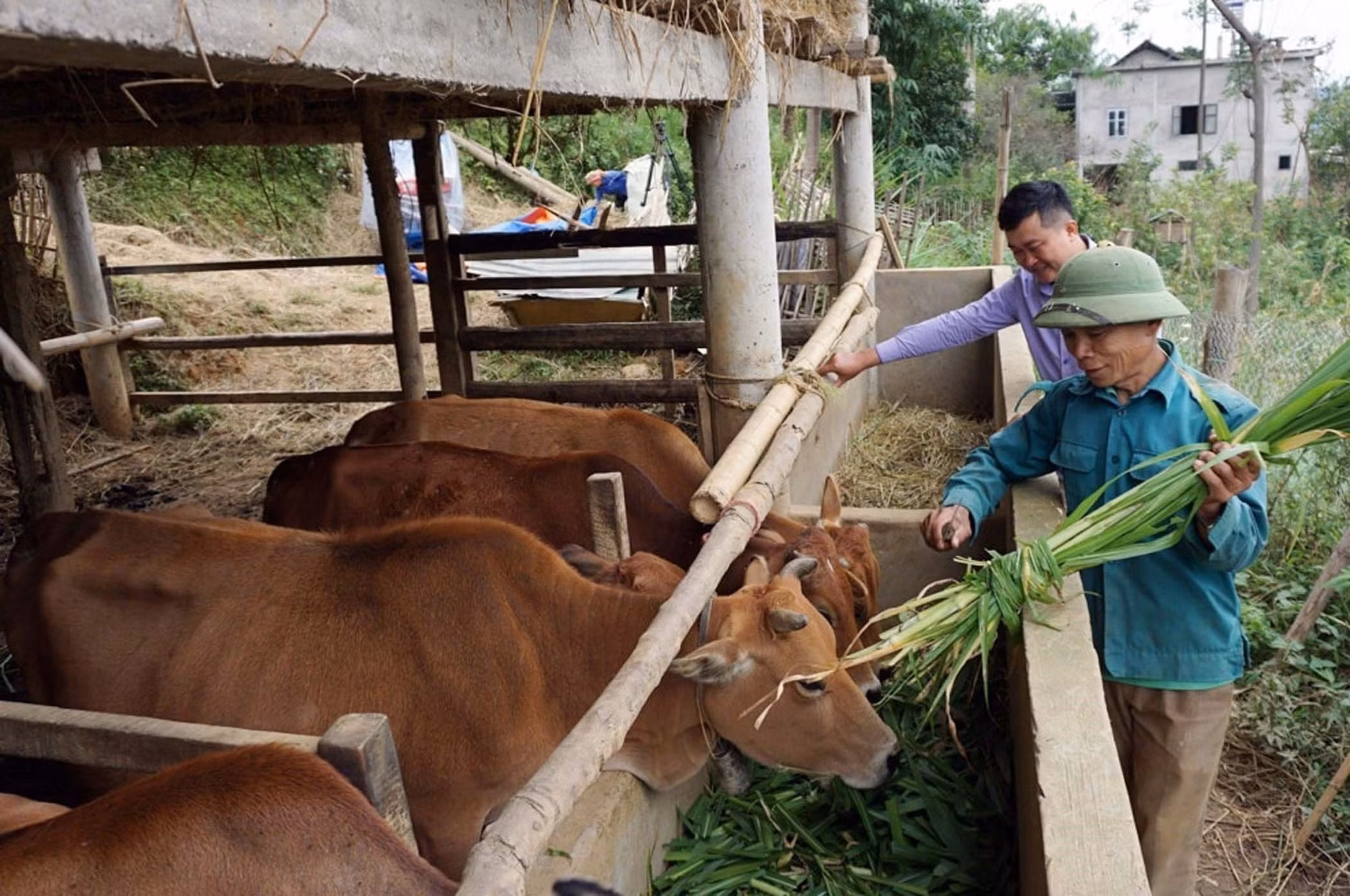 Người dân xã Hua Nà (huyện Than Uyên, tỉnh Lai Châu cũ) chăn nuôi đàn gia súc. Ảnh tư liệu: Quý Trung/TTXVN