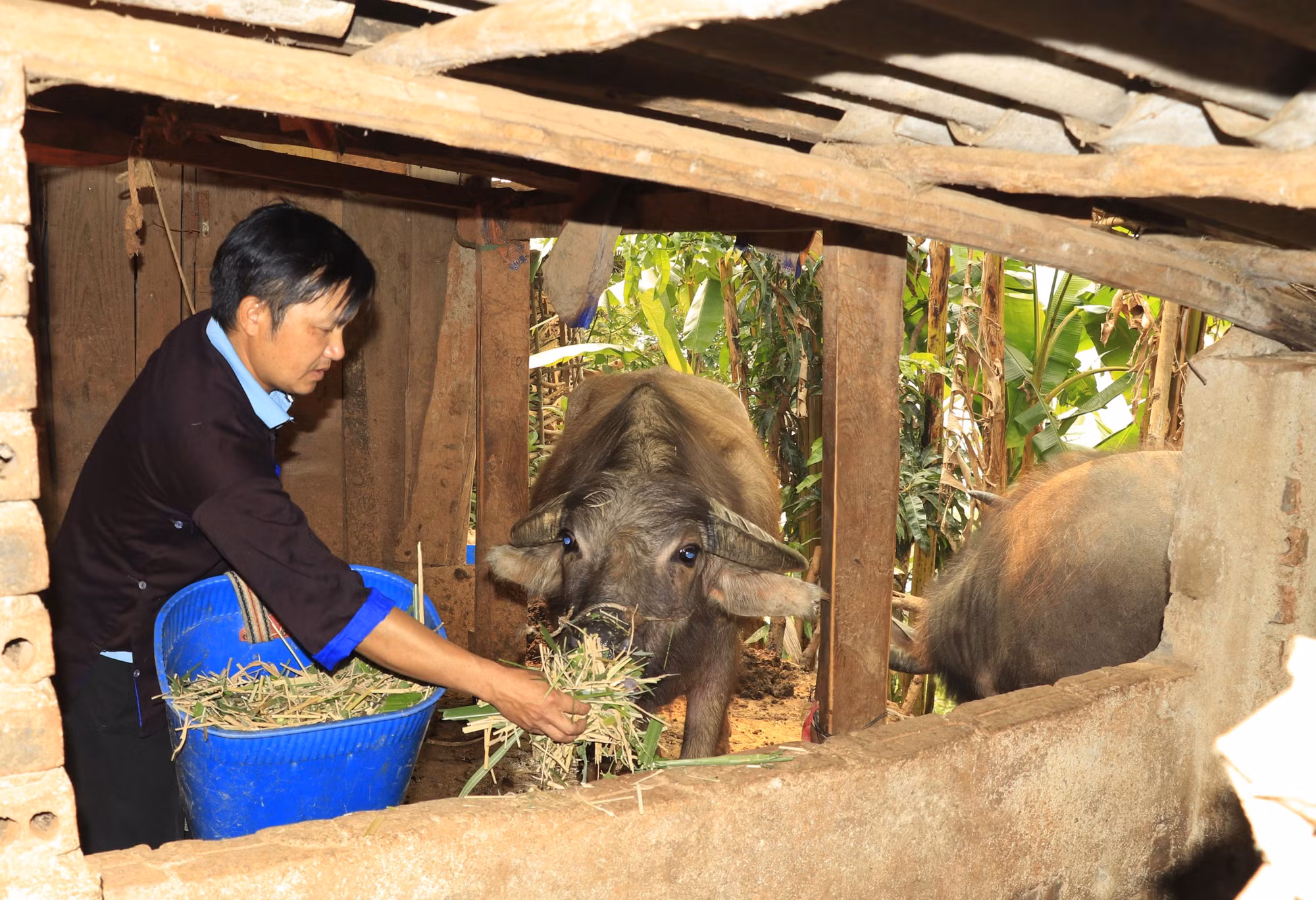 Không chỉ thực hiện tốt nhiệm vụ chính trị, anh Sùng A Mùa tích cực phát triển kinh tế gia đình, mỗi năm thu nhập hơn 100 triệu đồng.