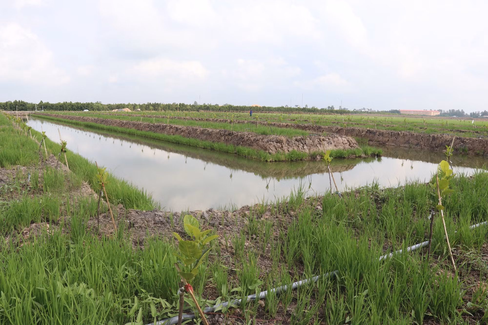 Diện tích chuyển đất trồng lúa sang trồng màu ở xã Tân Mỹ (Thanh Bình, Đồng Tháp).