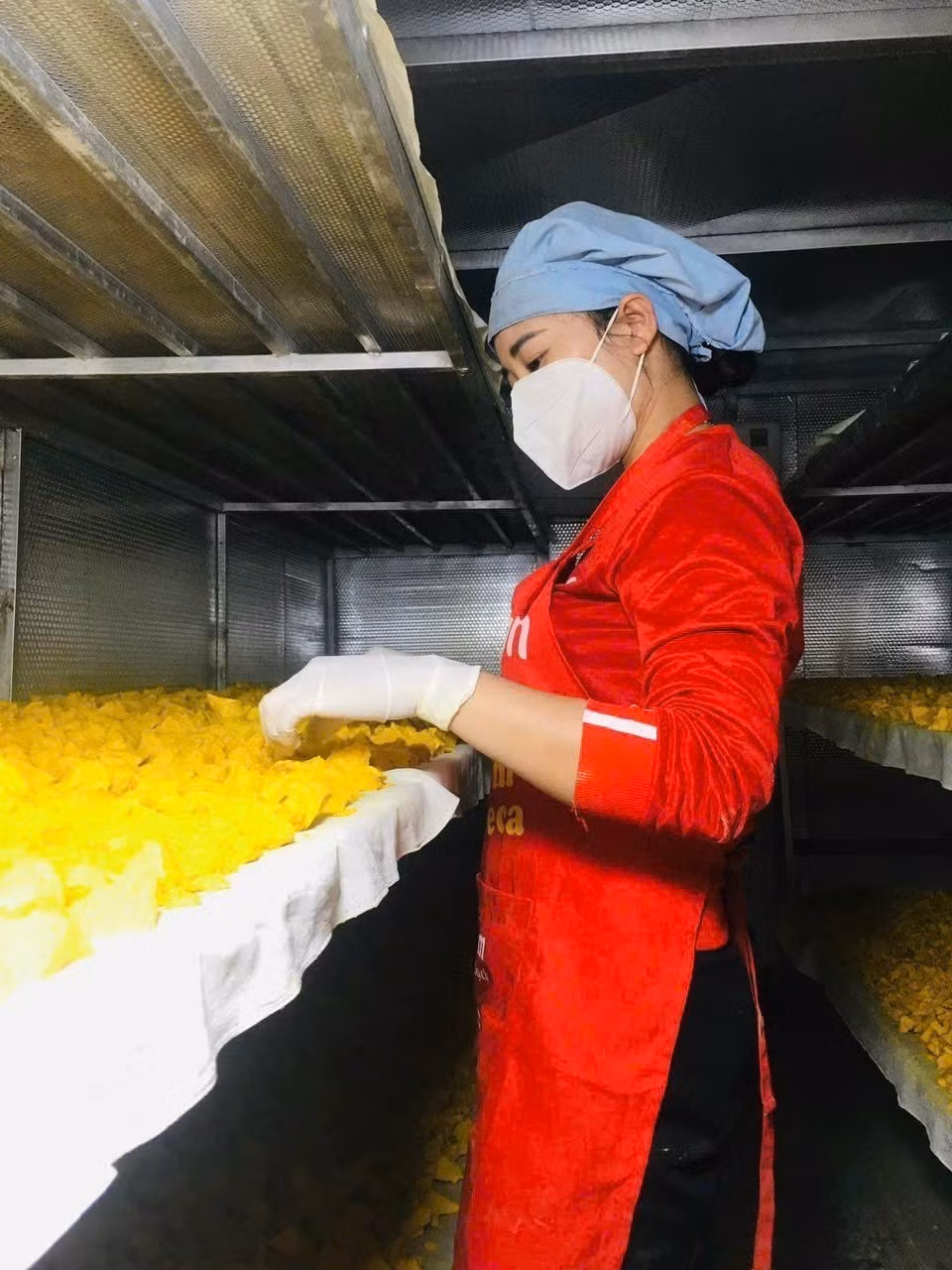 Hợp tác xã nông nghiệp tinh bột nghệ miền Tây xứ Nghệ đã tập trung khai thác và bảo tồn hệ sinh thái dược liệu bản địa, tạo nên sản phẩm có giá trị kinh tế cao; tuân thủ nghiệm ngặt các tiêu chuẩn an toàn, nguồn sản phẩm sạch. Ảnh: TTXVN phát