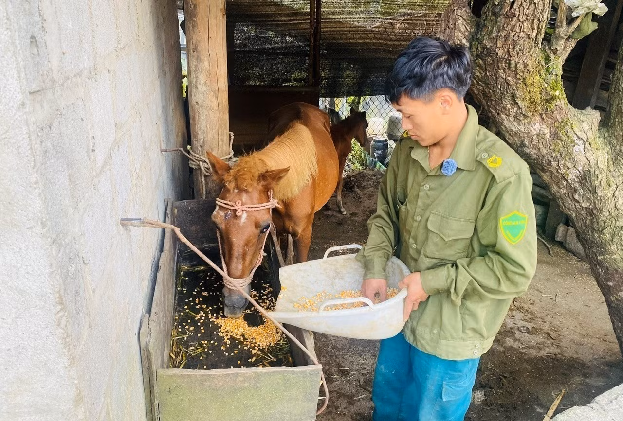 Người dân xã Sìn Hồ (Lai Châu) bổ sung thức ăn tinh cho đàn ngựa để tăng sức đề kháng trong những ngày rét đậm, rét hại. Ảnh: TTXVN phát