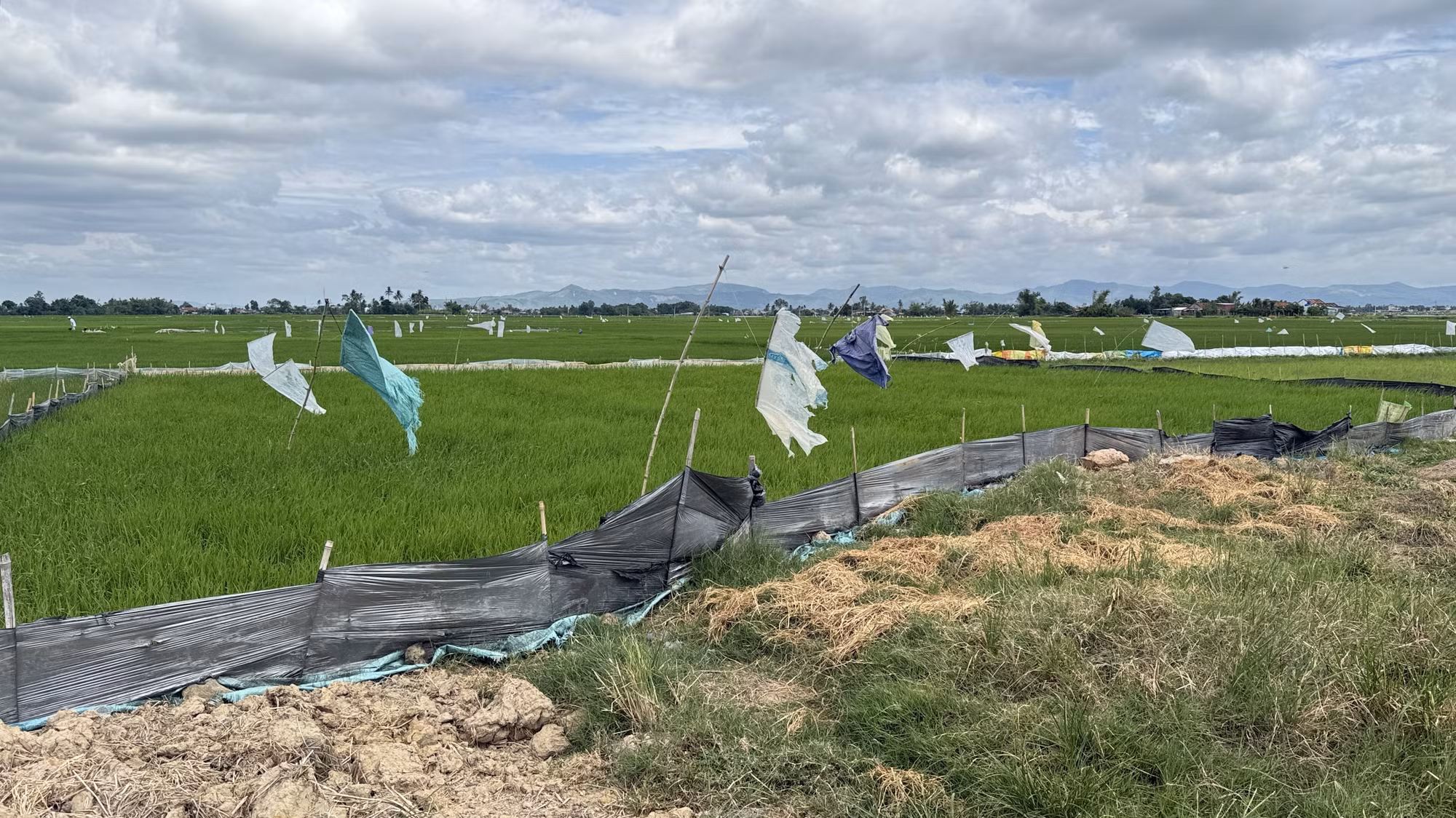 Nông dân phường Đông Hòa (Đắk Lắk) kết hợp nhiều biện pháp phòng trừ chuột phá lúa.