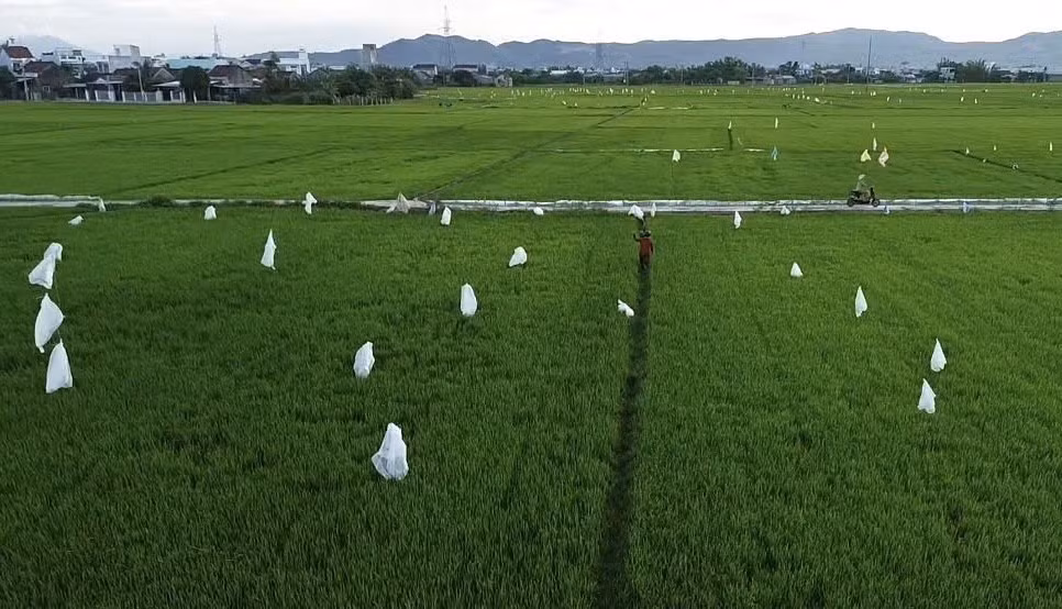 Người dân cắm bao ni lông khắp cánh đồng lúa tại khu phố Phú Ân (phường Tuy Hòa, tỉnh Đắk Lắk) để xua đuổi chuột.
