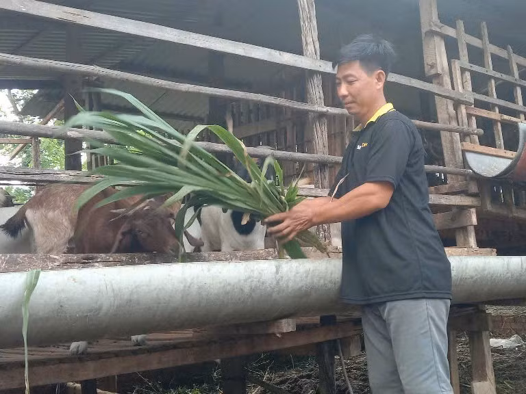 Hộ gia đình ở xã Tân Thành, huyện Bù Đốp chăm sóc đàn dê gần 50 con.