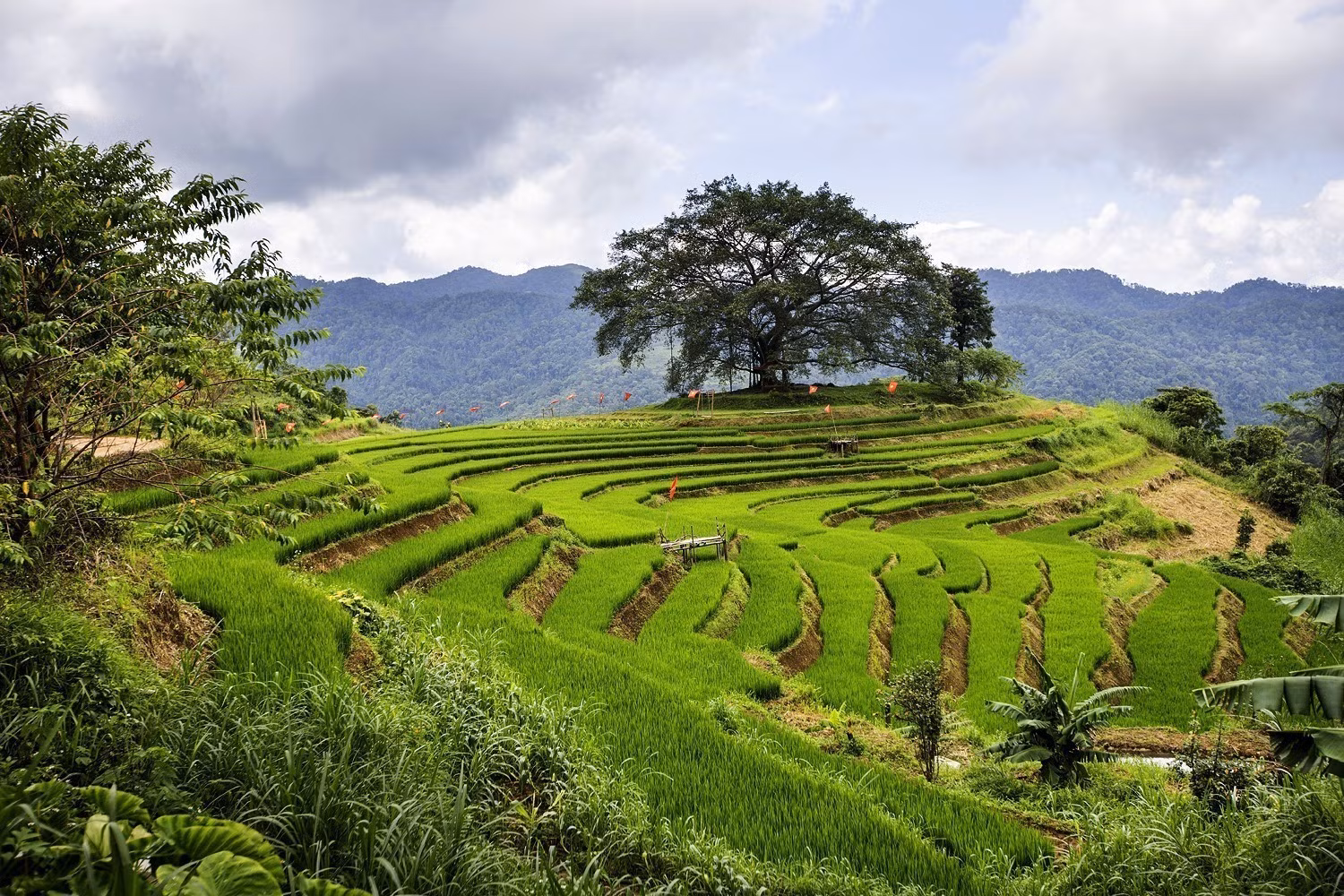Điểm check-in cây Đa và ruộng bậc thang tại xóm Mừng, xã Cao Phong (Phú Thọ).