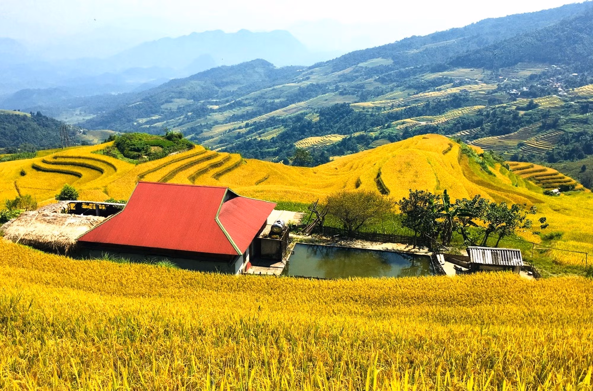 Ngôi nhà nhỏ nép mình bình yên giữa biển lúa vàng, nơi thiên nhiên và con người cùng viết nên bức tranh mùa thu Xà Phìn.