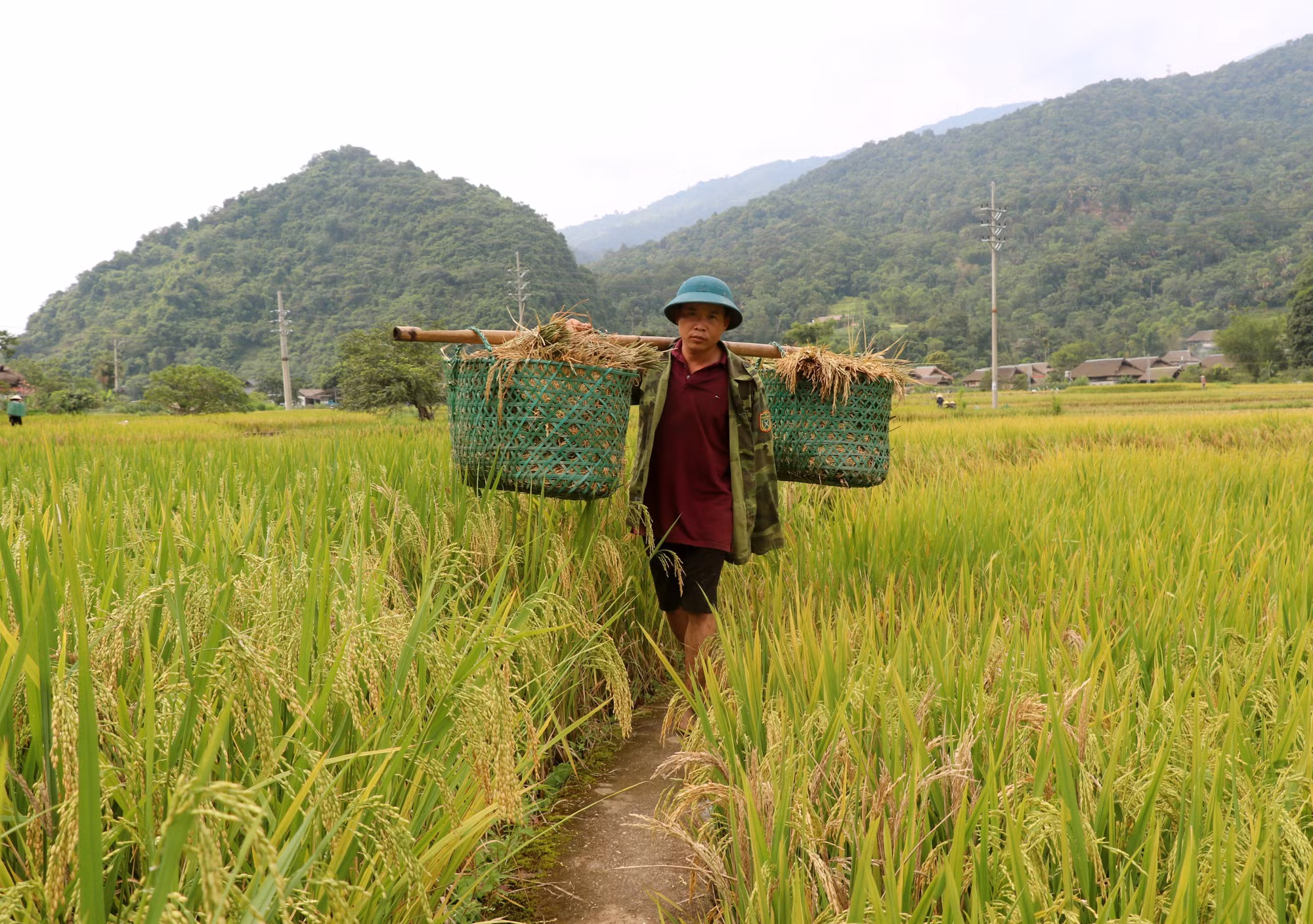 Nông dân vùng biên Thanh Thủy thu hoạch lúa.