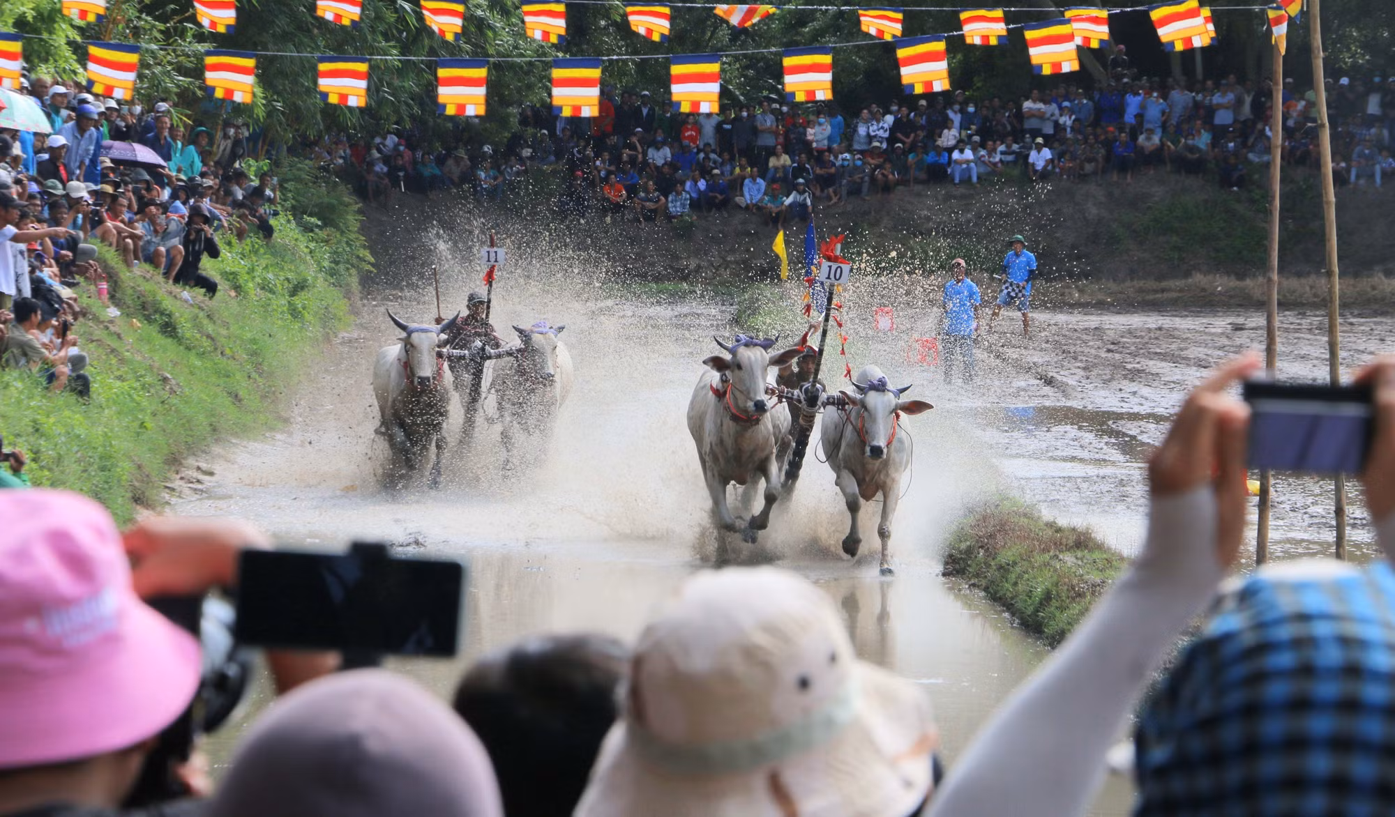 Các đôi bò tăng tốc băng băng về đích.