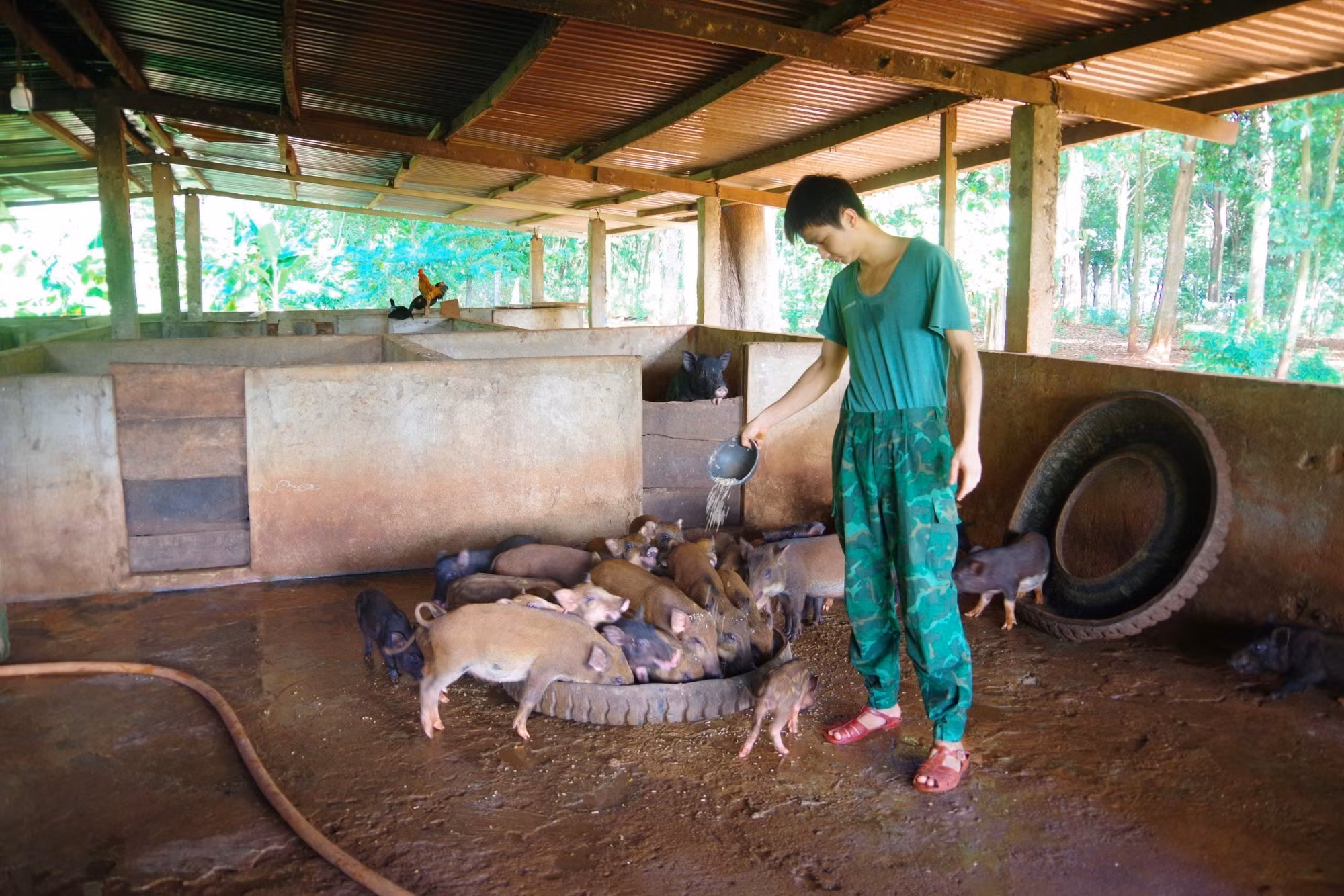 Mô hình nuôi heo để chủ động nguồn thực phẩm sạch của Đồn Biên phòng Ia Nan (Ban Chỉ huy Bộ đội Biên phòng tỉnh Gia Lai).