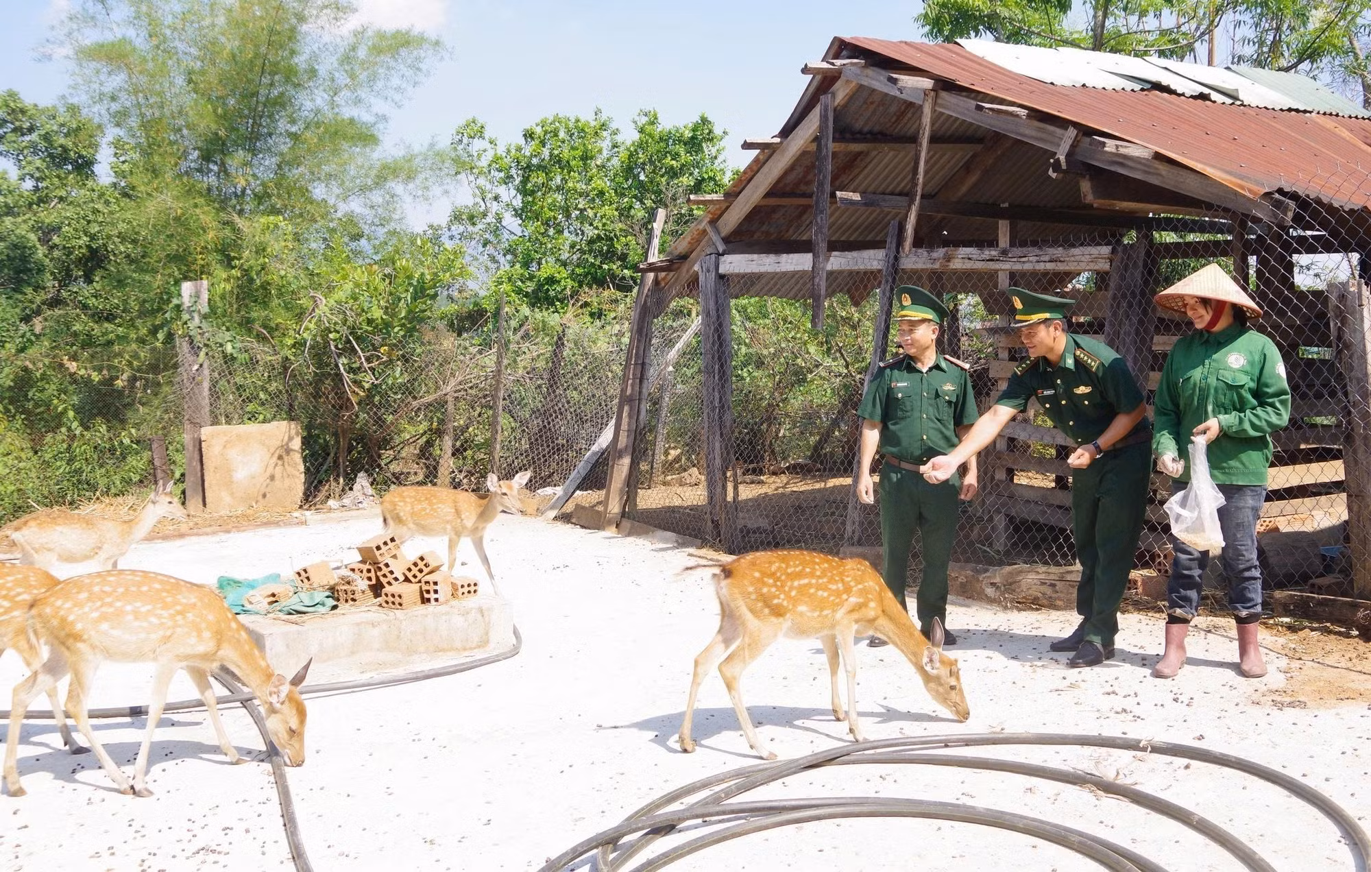 Mô hình trao tặng hươu sao giúp nhiều hộ nghèo vươn lên thoát nghèo.