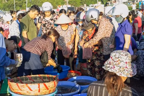 Một ngày mới ở chợ cá Hạ Long ảnh 4
