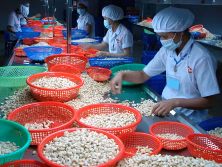Đổi mới công nghiệp chế biến để đổi đời sản phẩm nông nghiệp - Bài cuối: Hướng tới nền nông nghiệp xuất khẩu bền vững ảnh 1