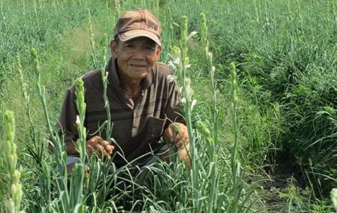 Trồng hoa huệ trắng, thu nhập 500 triệu đồng/năm ảnh 1