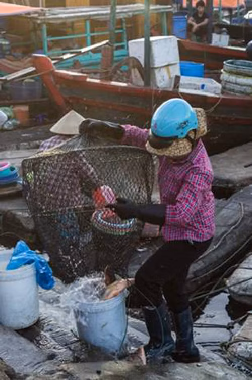 Một ngày mới ở chợ cá Hạ Long ảnh 7
