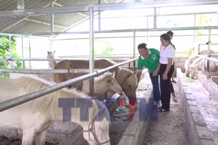 Nguồn vốn chính sách tiếp sức người dân vùng cao vươn lên