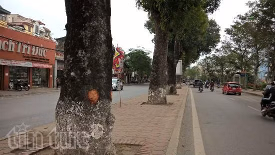 Chưa có cơ sở về âm mưu phá hoại đối với việc xà cừ bị đẽo vỏ ảnh 1