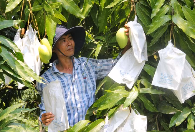 Xây dựng thương hiệu nông sản vùng đồng bằng sông Cửu Long ảnh 3