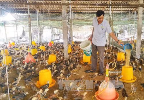 Phát triển vùng nguyên liệu nông, thủy sản gắn với chế biến và tiêu thụ ảnh 1