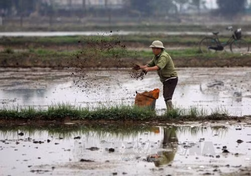 Gần 90% diện tích đã có nước gieo cấy vụ Đông Xuân ảnh 1