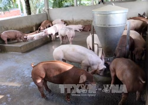 Người chăn nuôi ở Hải Dương dè dặt tái đàn ảnh 1