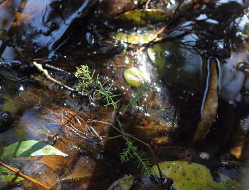 Nhân giống, bảo tồn cây thông nước ảnh 4