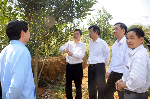 Lai Châu tìm đường thoát nghèo từ nông nghiệp ảnh 1