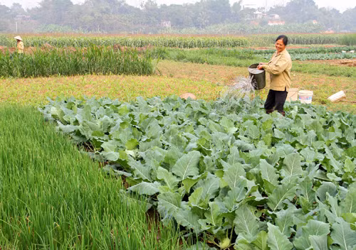 Tái cơ cấu ngành nông nghiệp - Mô hình hiệu quả ở ĐBSCL ảnh 1