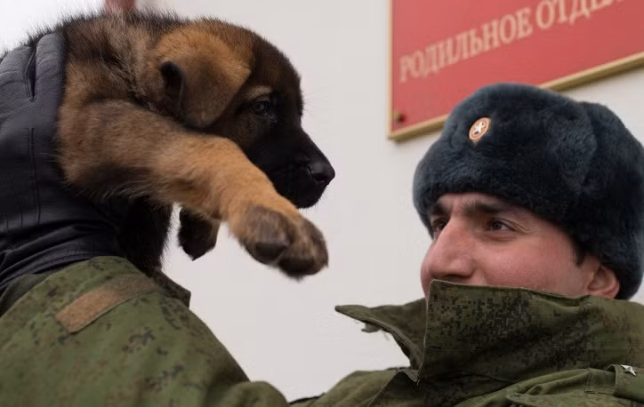 Cảnh khuyển trong quân đội Nga ảnh 7