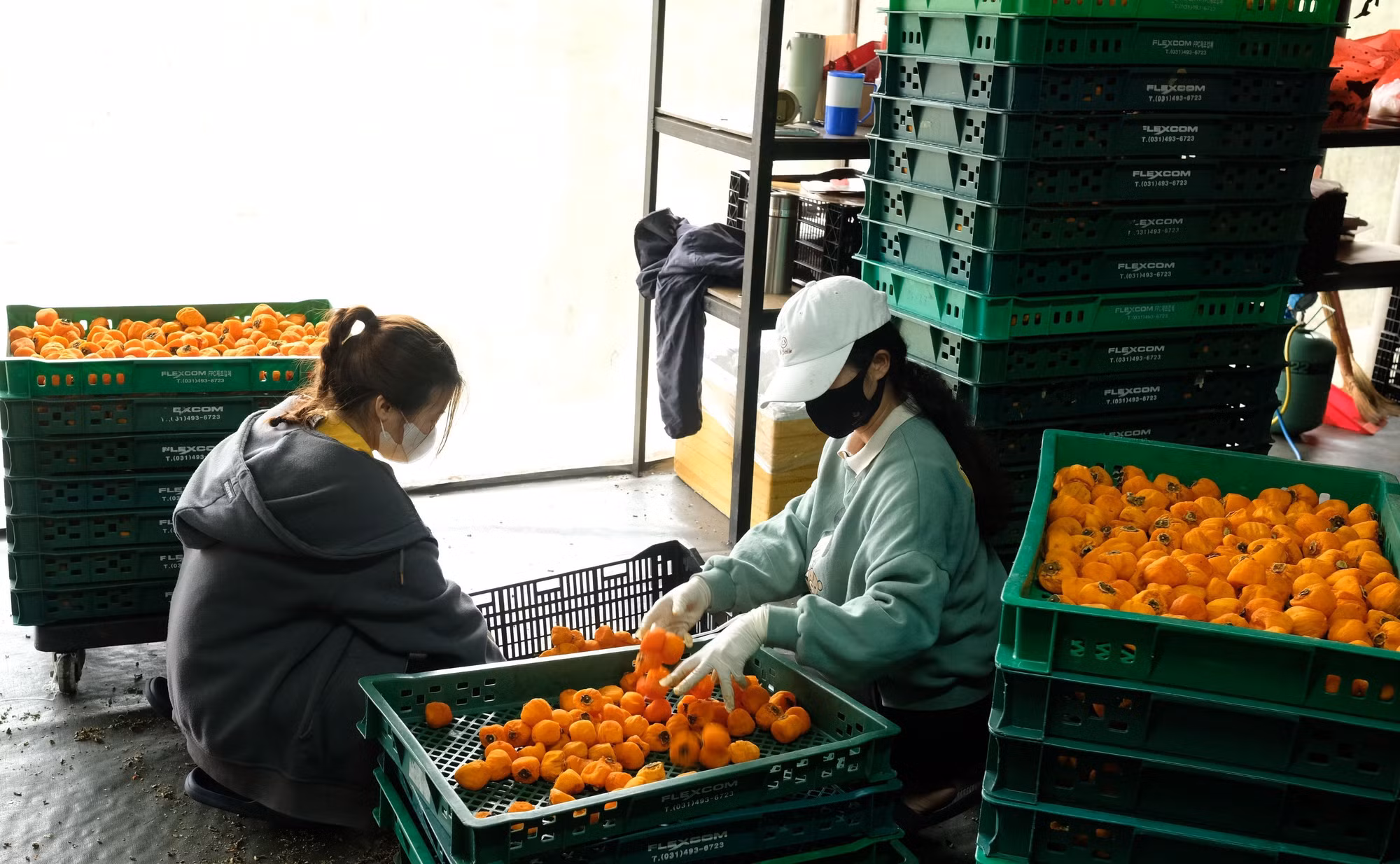 Những mẻ hồng sấy ra lò sau khoảng 20 ngày treo liên tục trong các xưởng sấy gió. Ảnh: Nguyễn Dũng – TTXVN