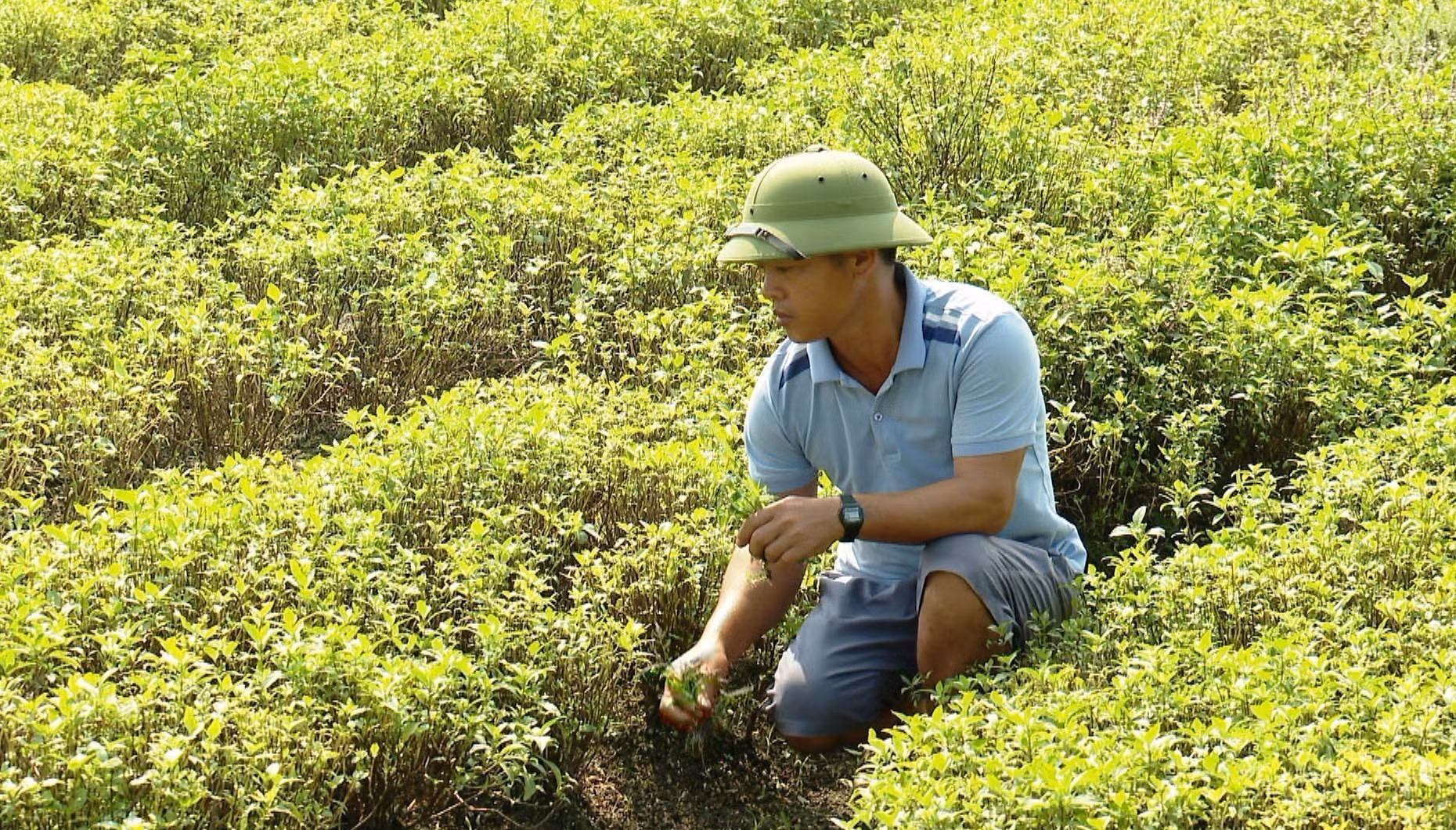 potal-ninh-binh-chu-trong-chuyen-doi-co-cau-cay-trong-vung-dong-bao-dan-toc-thieu-so-7795933.jpg