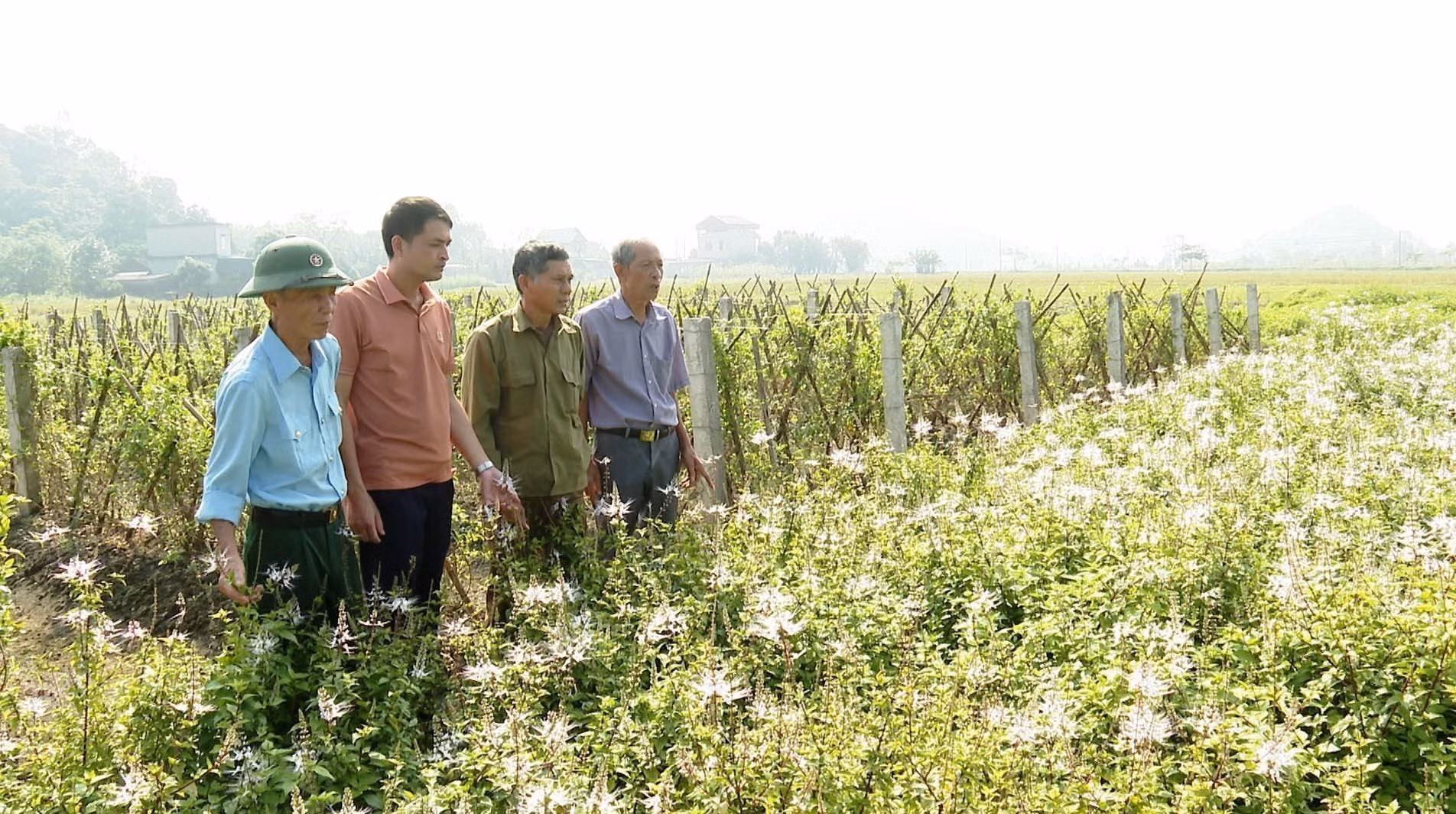 potal-ninh-binh-chu-trong-chuyen-doi-co-cau-cay-trong-vung-dong-bao-dan-toc-thieu-so-7795936.jpg