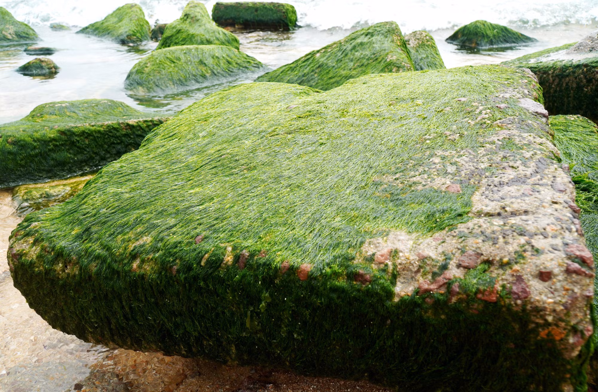 potal-mua-reu-nhon-hai-binh-dinh-7859882.jpg