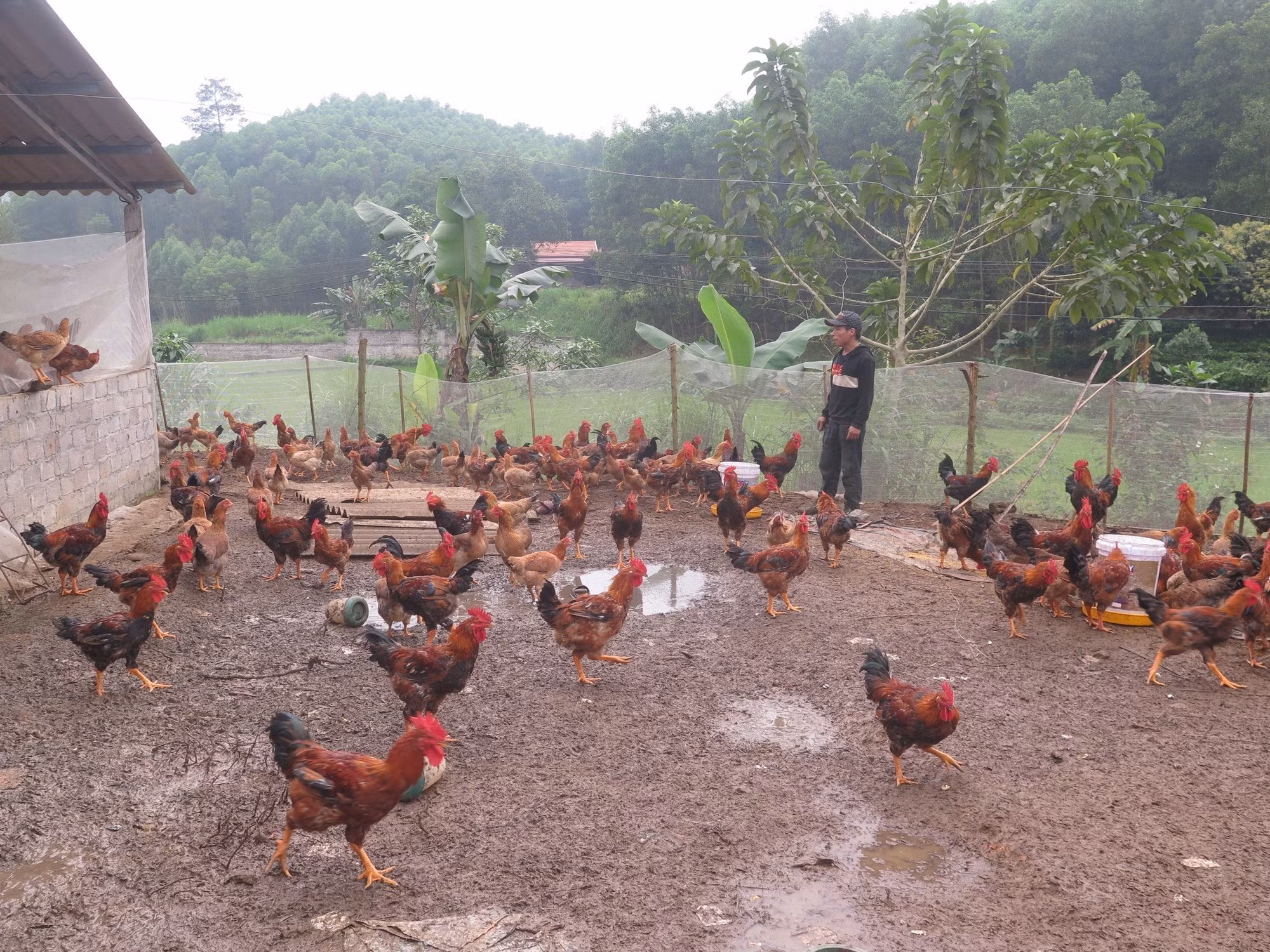 potal-hieu-qua-tu-giam-ngheo-o-huyen-phu-binh-thai-nguyen-7280185.jpg