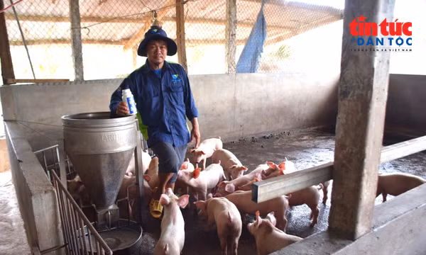 Công nghệ sinh học mở hướng chăn nuôi thân thiện môi trường