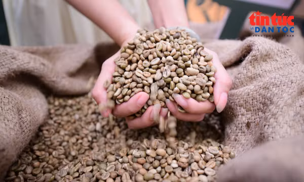 Robusta Việt cần xây dựng thương hiệu riêng để nâng cao giá trị xuất khẩu