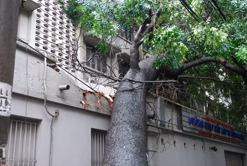 Mưa to, hàng loạt cây ở Hà Nội lại bị đổ ảnh 6
