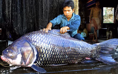 Những ‘kẻ khổng lồ’ trong thế giới động vật ảnh 10