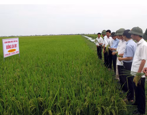 Cánh đồng mẫu lớn là xu thế tất yếu ảnh 1