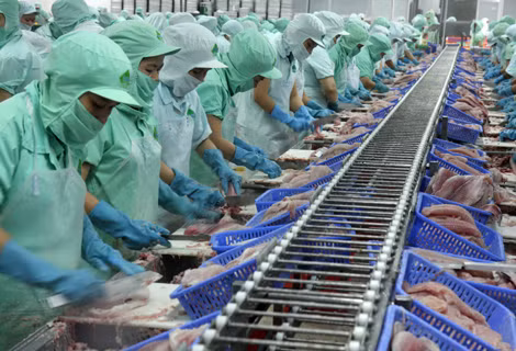 Mỹ lại áp thuế cao với cá tra, basa Việt Nam ảnh 1