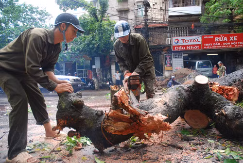 Mưa to, hàng loạt cây ở Hà Nội lại bị đổ ảnh 3