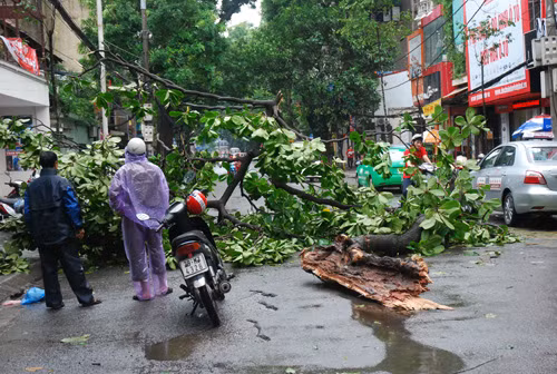 Mưa to, hàng loạt cây ở Hà Nội lại bị đổ ảnh 4