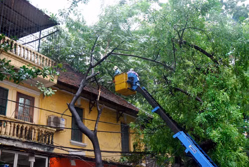 Cây cổ thụ đè bẹp xe buýt, đổ ban công ảnh 4