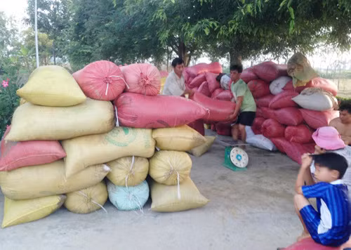Giá lúa giảm sâu sau kết thúc mua tạm trữ ảnh 1