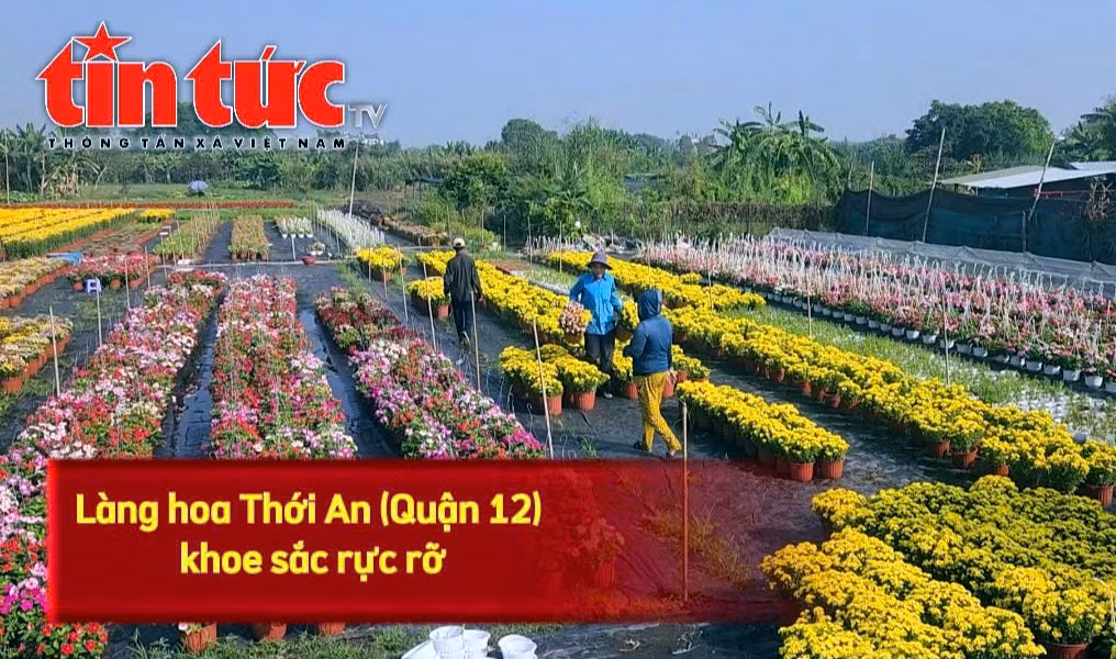 Làng hoa Thới An (Quận 12, TP Hồ Chí Minh) nhộn nhịp những ngày cận Tết.